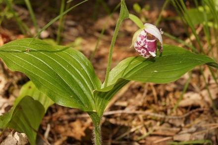 Более 60 краснокнижных орхидей обнаружили в Керженском заповеднике