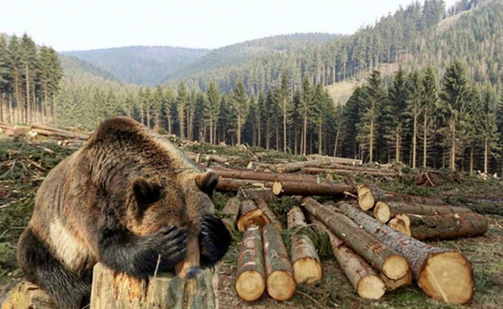 Смолянин вырубил лесные угодья на полмиллиона рублей
