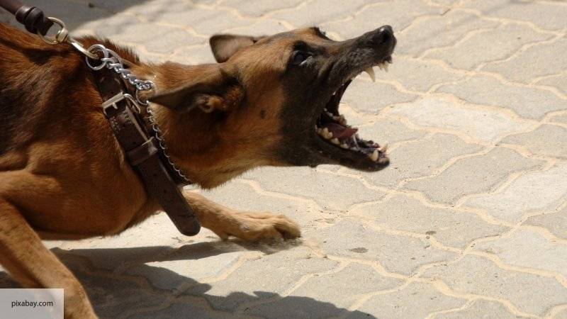 Эксперты рассказали, как уберечь себя от нападения собаки