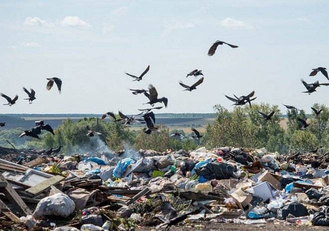 Рязанская область попала в число «мусорных двоечников»