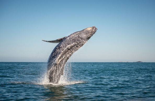 Горбатый кит выпрыгнул из воды прямо перед спортсменами / Моя Планета