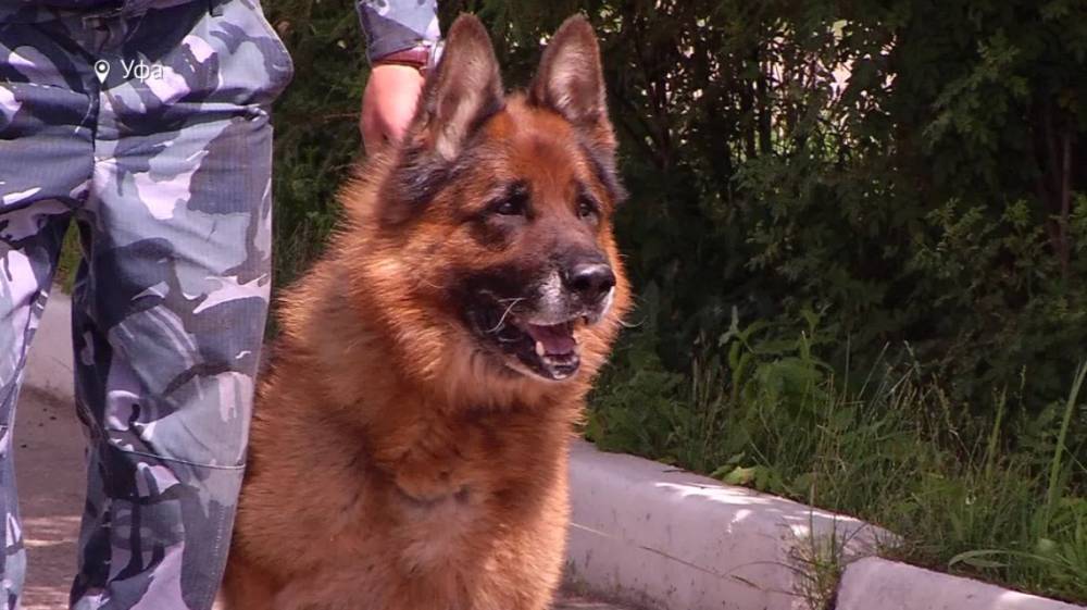 Четвероногие спасатели: истории служебных собак из Башкирии