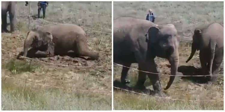 Была нештатная ситуация: выяснилась причина прогулки слонов на трассе Балхаш-Караганда