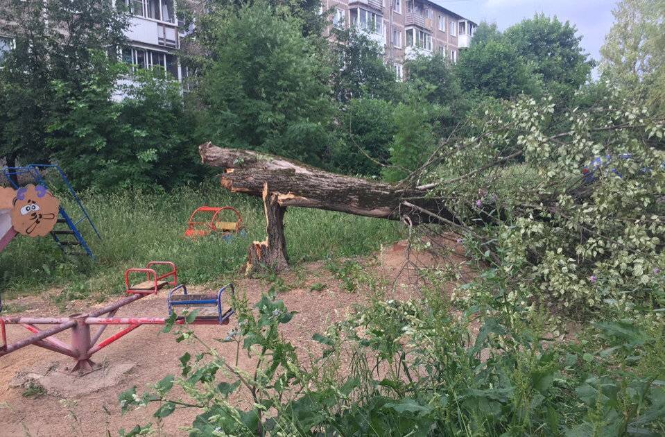 В Смоленске ураганный ветер наломал дров