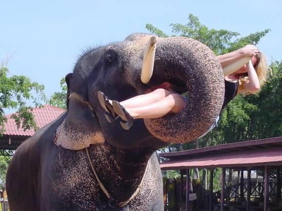 В Таиланде слон пронзил бивнем туриста