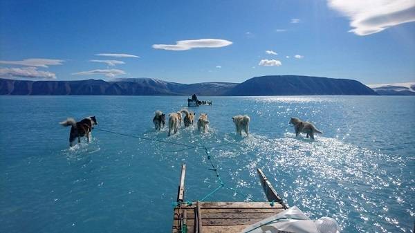 Собаки гуляют прямо по воде: изменение климата привело к рекордному таянию льдов в Гренландии