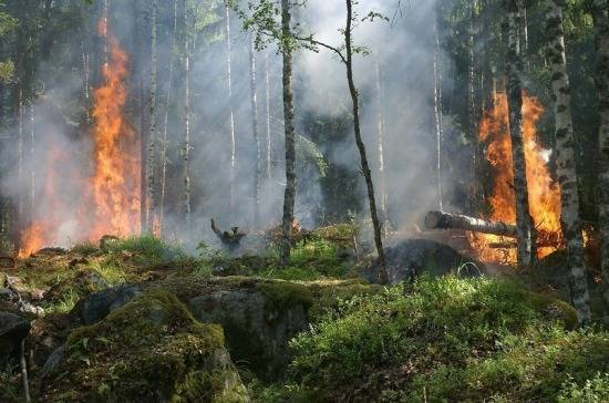В Подмосковье горят 80 гектаров леса