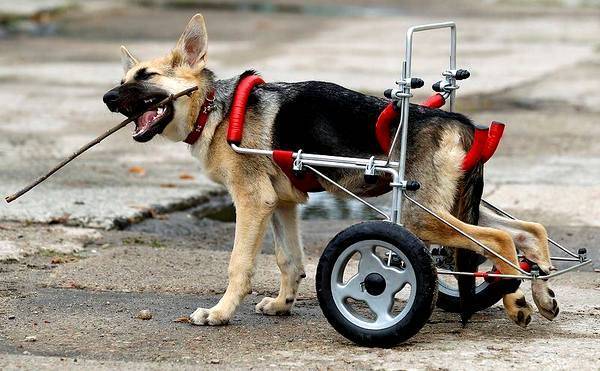 10 историй о том, как радуются жизни собаки-инвалиды