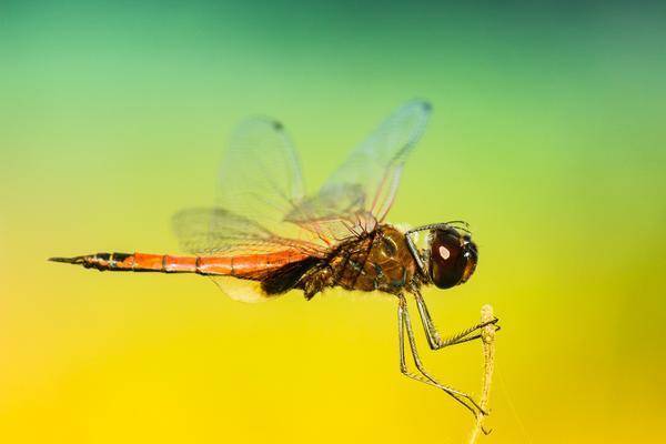Как предки насекомых учились летать