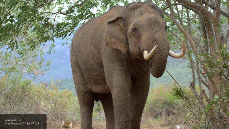 Слон напал на сотрудника зоопарка в Канаде