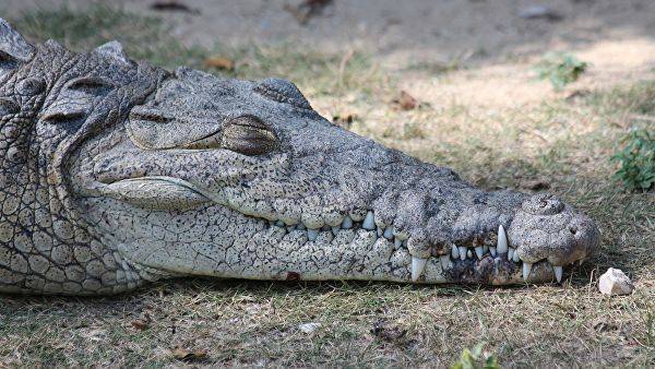 В брюхе убитого крокодила нашли останки пропавшего фермера