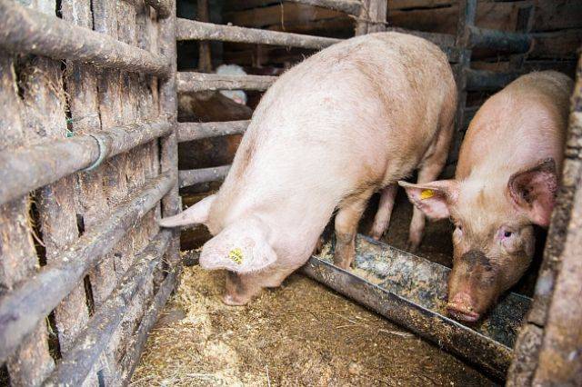 Под Рязанью порядка 2,5 тысяч свиней погибли на предприятии