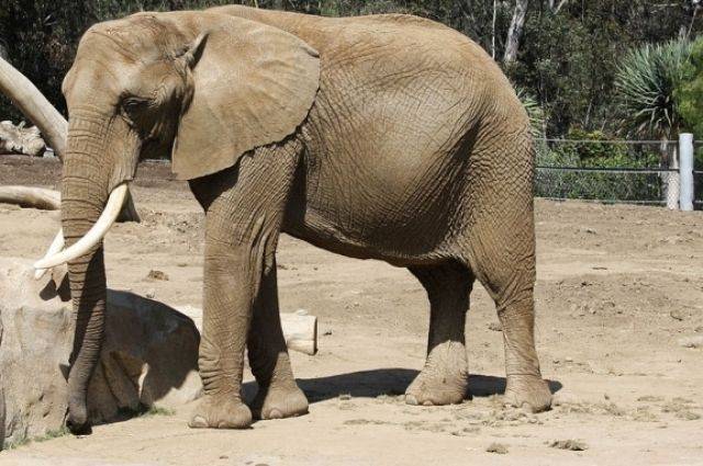 В Канаде слон напал на сотрудника зоопарка