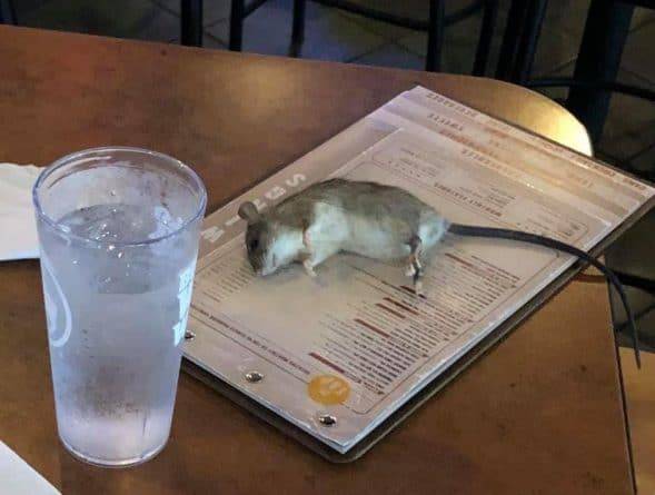 Неожиданный десерт. В США огромная крыса упала на стол, пока женщина делала заказ