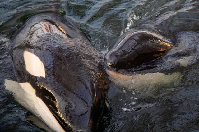 Косатки из «китовой тюрьмы» спокойно переносят поездку