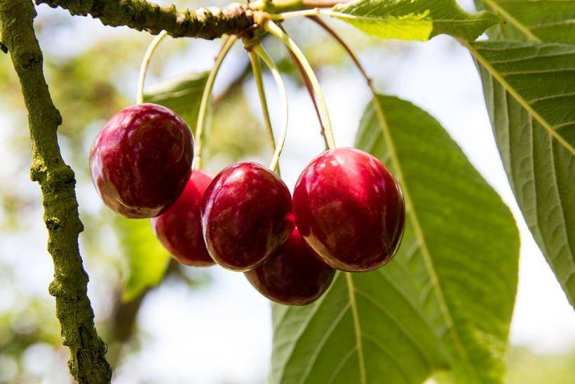 Диетологи рассказали о полезных свойствах вишни