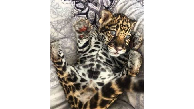 В Петербурге продают маленького леопарда