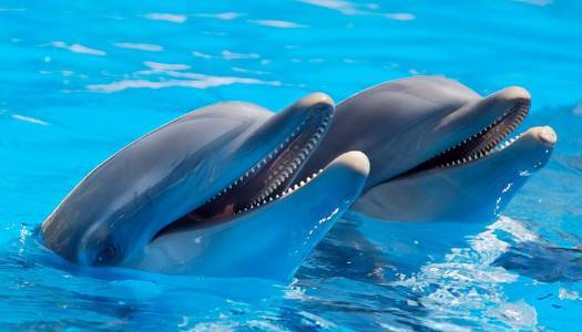 У Чорному морі скорочується кількість дельфінів