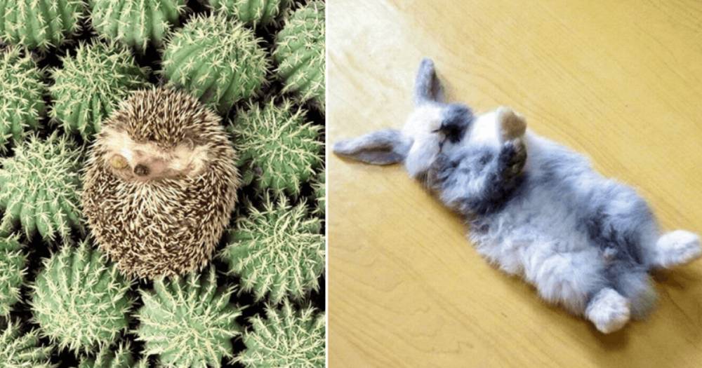 25 фото, которые показывают, что животные могут заснуть в любом месте и в любое время