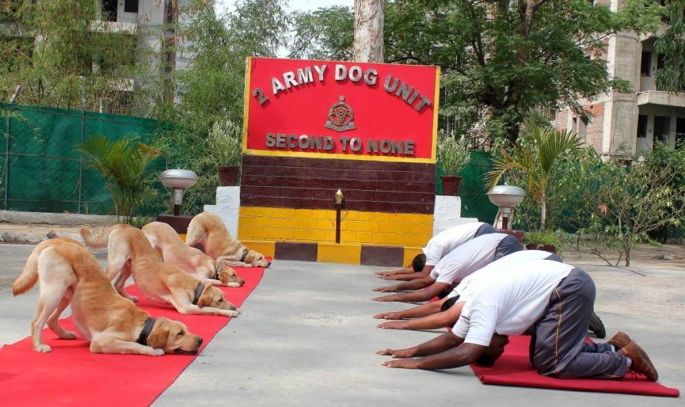 Индийские пограничные псы приняли участие в Дне Йоги