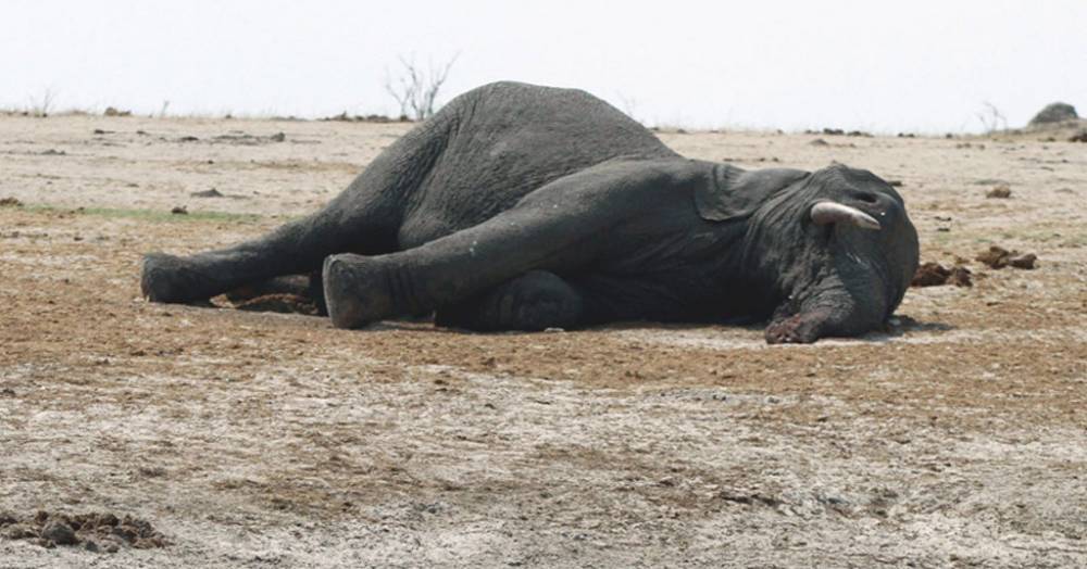 Ботсванские грифы отравились ядовитыми слонами