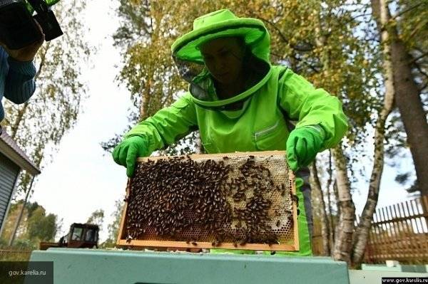 За прошедшую зиму умерло рекордное количество пчел