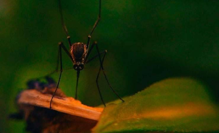 Почему комары кусают одних людей чаще, чем других?