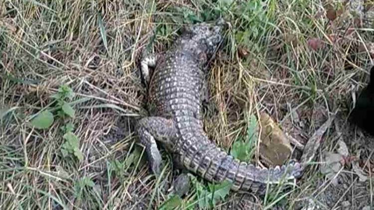В Симферополе обнаружили еще одного крокодила