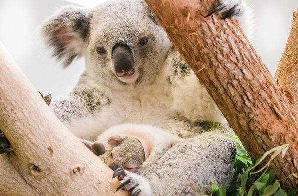 В зоопарке Флориды маленькая коала впервые высунулась из сумки / Моя Планета