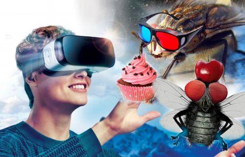 Муха ест в 3D, а ты нет: Учёные добавили в виртуальную реальность ощущение вкуса
