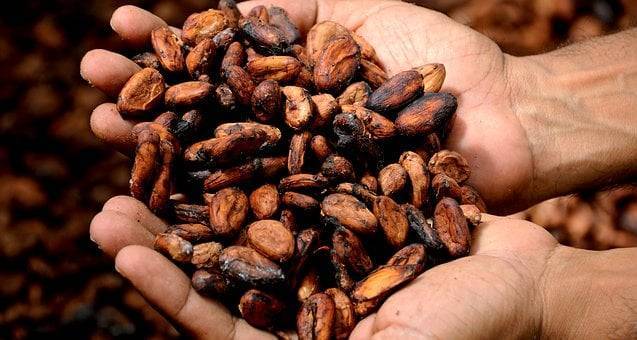 Ученые нашли в какао лекарство от ожирения и диабета