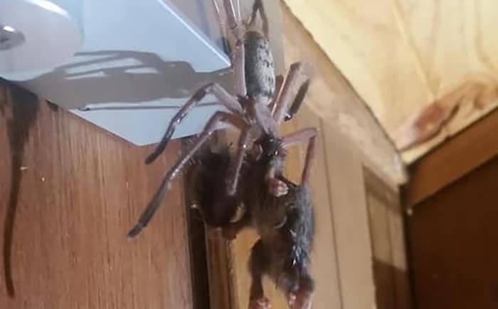 Гигантский паук съел поссума на глазах у шокированной семейной пары (фото)