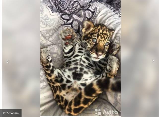 Петербуржец разместил объявление на Avito о продаже детеныша леопарда