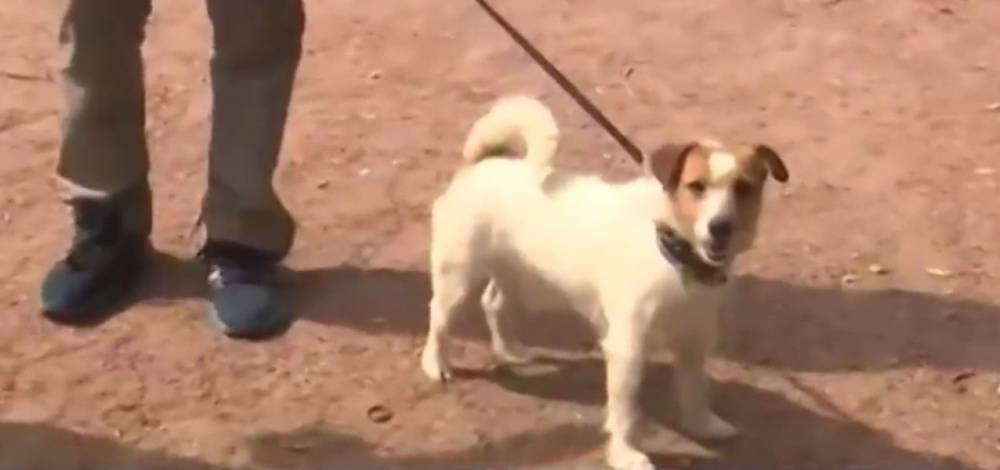 В Петербурге пес спас младенца, брошенного матерью в парке
