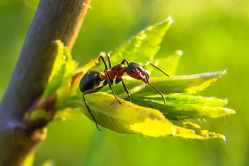Дедовские способы борьбы с муравьями в саду или огороде
