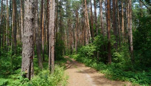 У Польщі роботодавці викинули в ліс тіло українця, який помирав