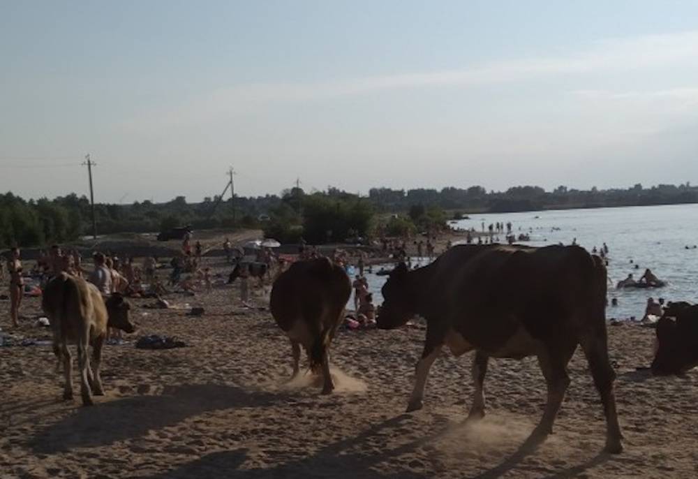 Фото брянских телок на пляже взбудоражили соцсети