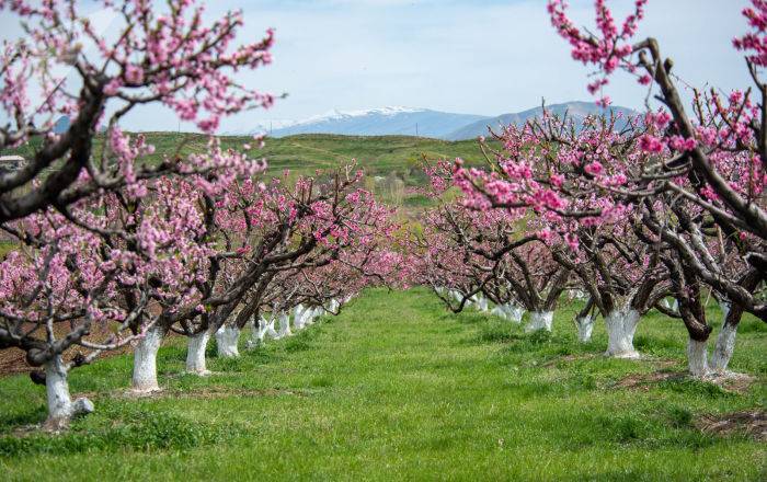 Персики вместо элитных квартир: в Армении посадят сады нового типа