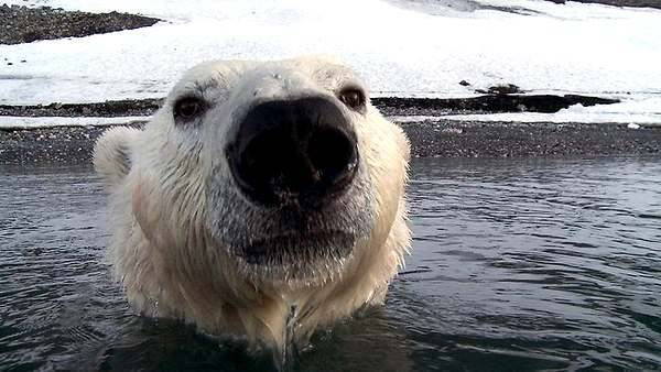 Что посмотреть на выходные: документальный фильм BBC «Белый медведь: шпион во льдах»