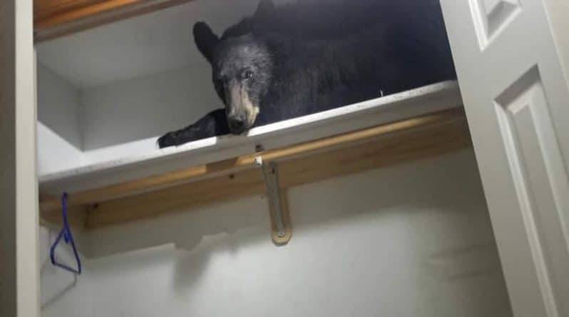 Кто ходит в гости по утрам: черный медведь зашел в дом и прилег отдохнуть в шкафу