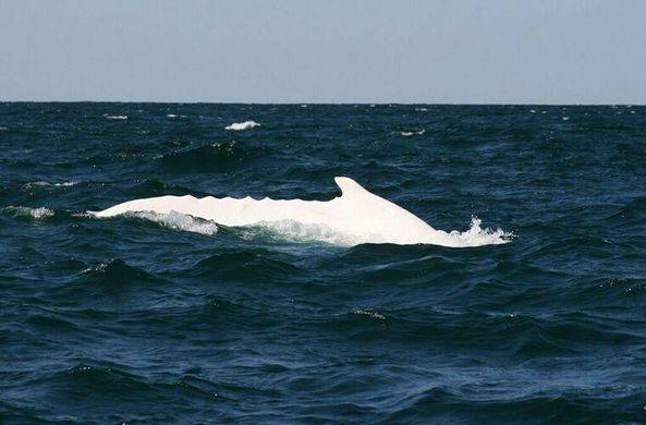 У побережья Австралии замечен редкий кит – альбинос / Моя Планета
