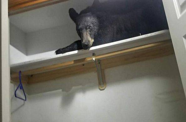 В США медведь проник в дом и уснул в шкафу / Моя Планета