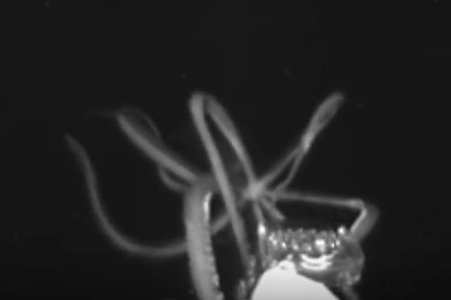 В Мексиканском заливе сняли на видео гигантского кальмара