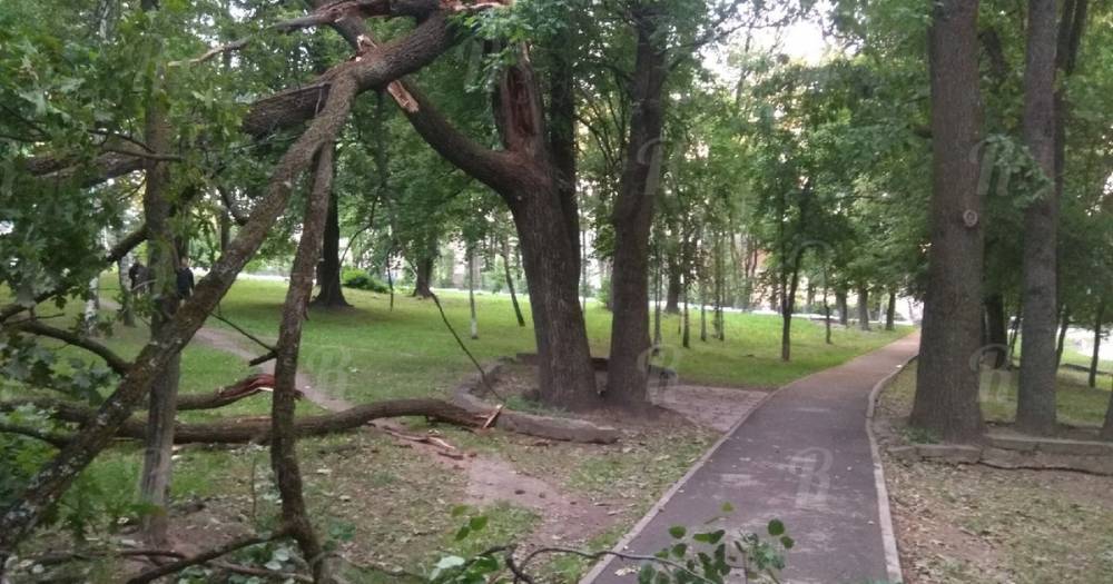 В центре Смоленска на пешеходную дорожку рухнул дуб
