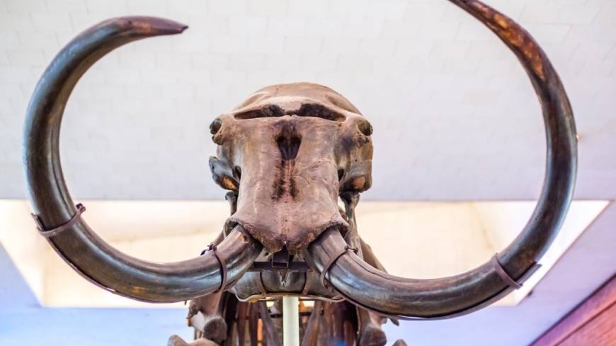Скелет мамонта с бивнями, обработанными древним человеком, нашли в Якутии