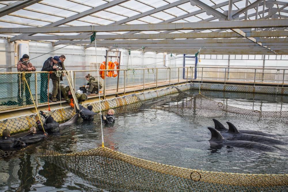 Во Владивостоке оштрафовали компанию «Афалина» за отлов косаток, помещенных в «китовую тюрьму»