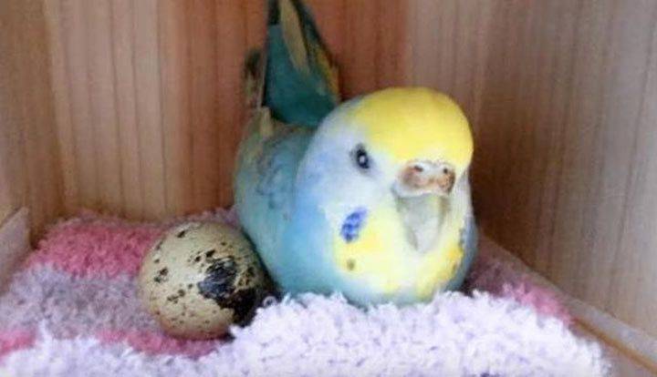Женщина купила перепелиное яйцо в магазине и подложила его к своему попугаю