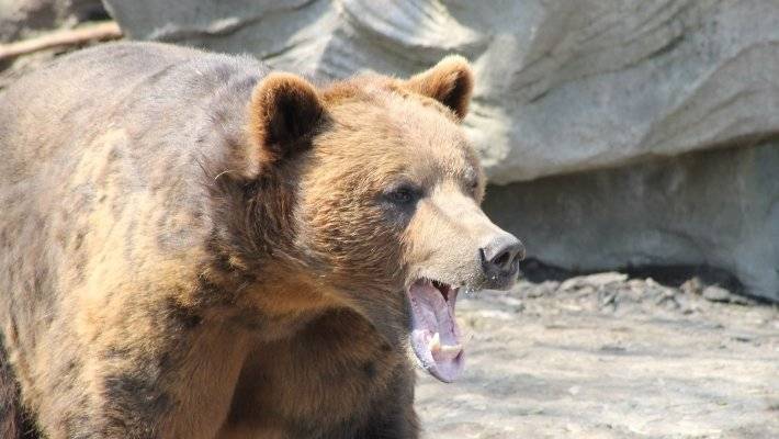 Спасшего пенсионера от медведя мужчину наградили в Балаково