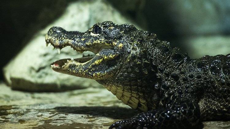 Правда или мираж: в Крыму рассказали о находке третьего крокодила в Симферополе