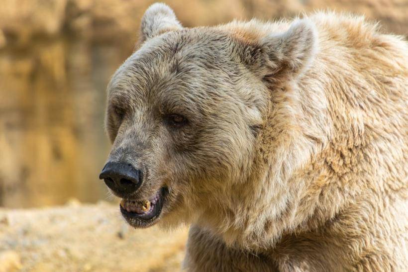 В Омске медведь откусил мужчине правую руку